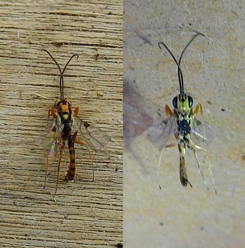 Réf. 268 463 : Cremastinae inconnu